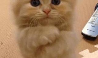 为什么好玩不过孕妇 为什么好玩不过孕妇